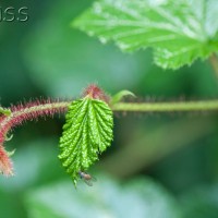 Korean Raspberry